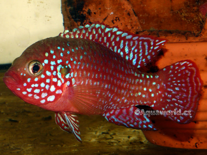 Hemichromis lifalili - Perlovka Rudá