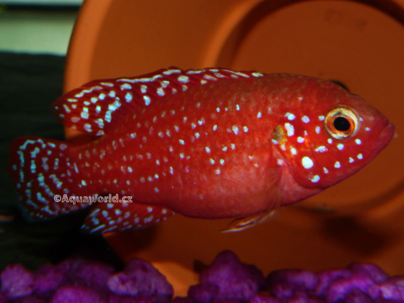 Hemichromis lifalili - Perlovka Rudá