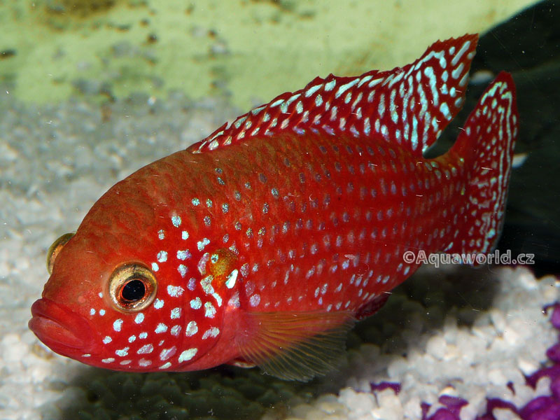 Hemichromis lifalili - Perlovka Rudá