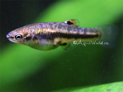 Živorodka trpasličí - Heterandria formosa