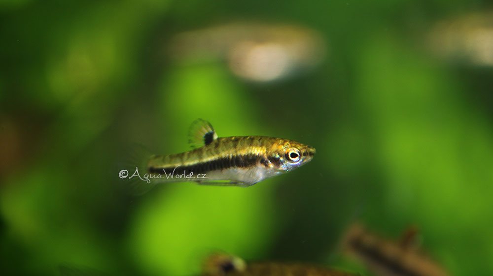 Živorodka trpasličí - Heterandria formosa