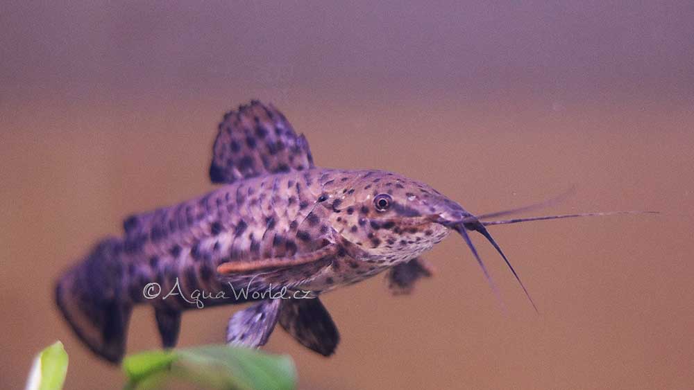 Hoplosternum Thoracatum - Pancéřníček Kropenatý