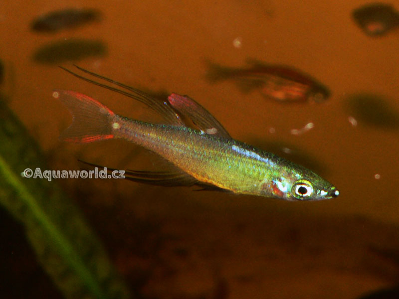 Iriatherina werneri - Gavůnek Wernerův