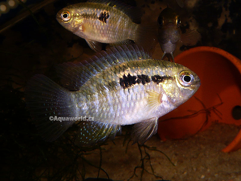 Laetacara curviceps - Akara Tečkovaná