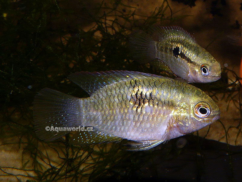 Laetacara curviceps - Akara Tečkovaná