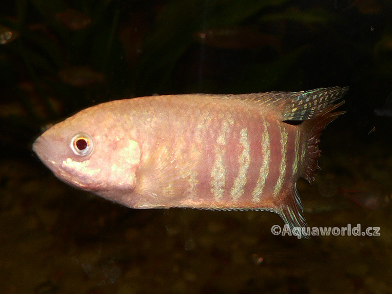 Macropodus opercularis albino - Rájovec Dlouhoploutvý albín