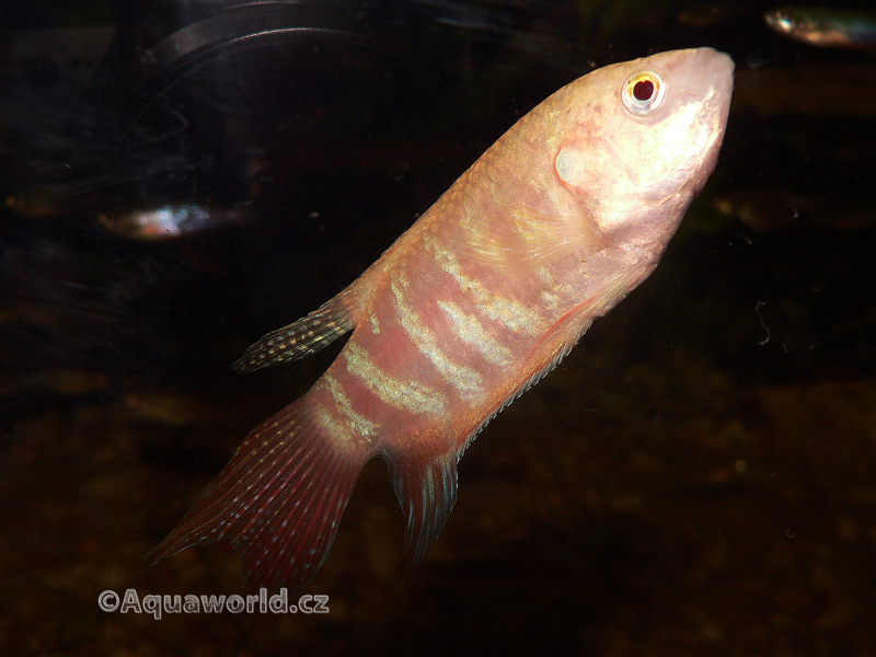 Macropodus opercularis albino - Rájovec Dlouhoploutvý albín