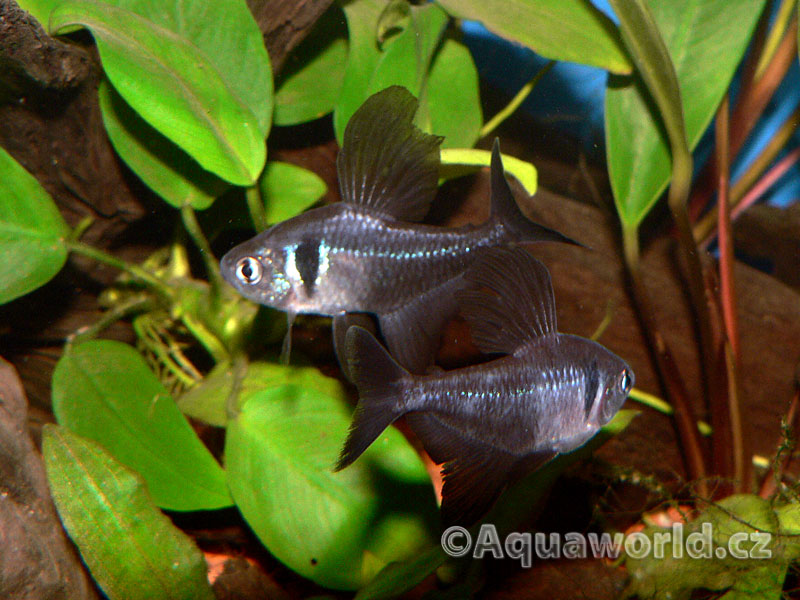 Megalamphodus magalopterus - Fantom Černý