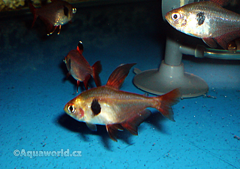 Megalamphodus sweglesi - Fantom Červený