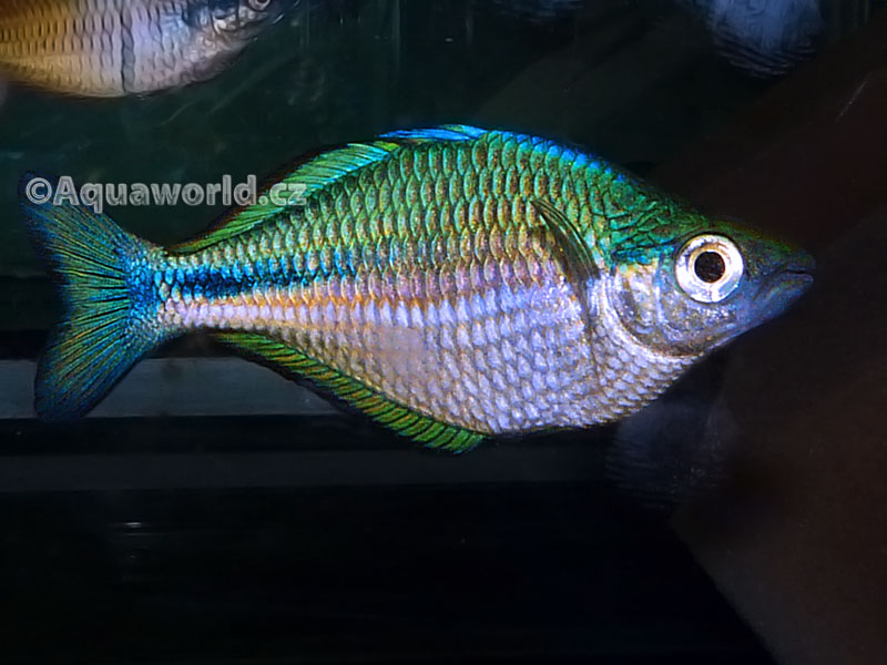 Melanoteaenia Lacustris - Gavůnek Jezerní