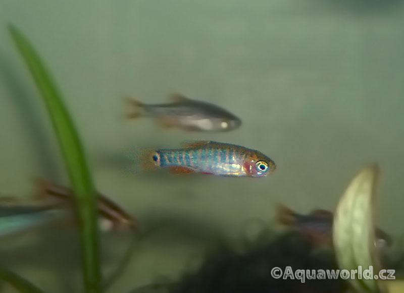 Microrasbora erythromicron - Microrasbora Barmská