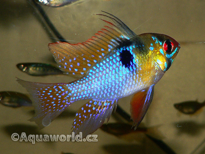 Mikrogeophagus Ramirezi - Cichlidka Ramirezova