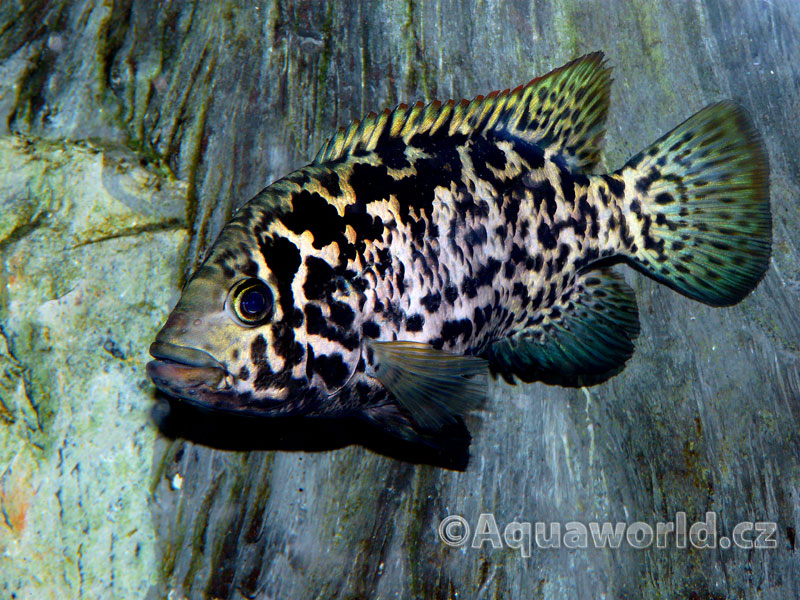 Nandopsis Tetracanthus - Cichlida Kubánská