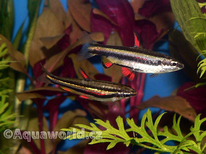 Nannostomus Marginatus - Drobnůstka Trpasličí