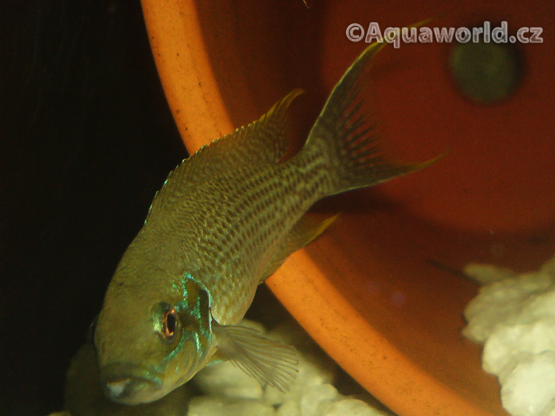 Neolamprologus brichardi - Pestřenec Tanganický