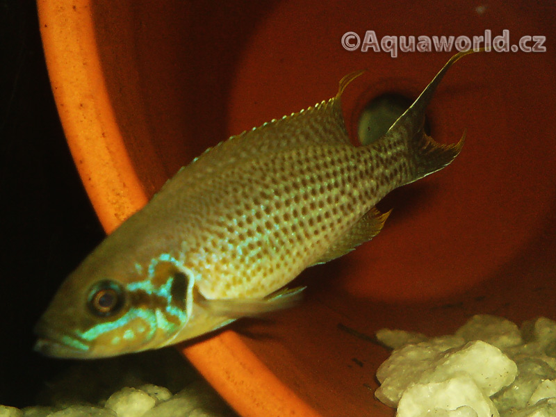 Neolamprologus brichardi - Pestřenec Tanganický