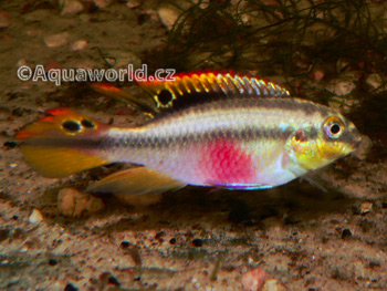 Pelvicachromis pulcher - Pestřenec Červený