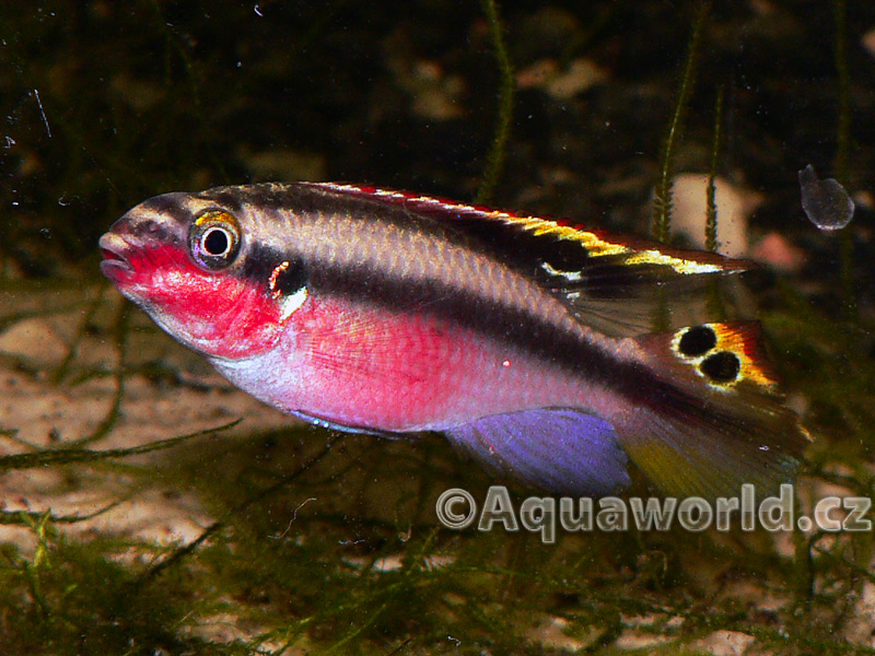 Pelvicachromis pulcher - Pestřenec Červený