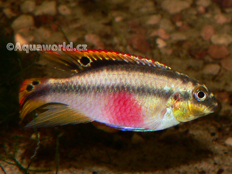 Pelvicachromis pulcher - Pestřenec Červený