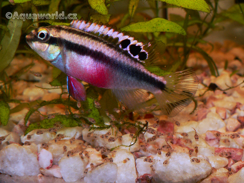 Pelvicachromis pulcher - Pestřenec Červený