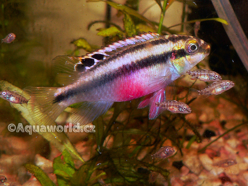 Pelvicachromis pulcher - Pestřenec Červený