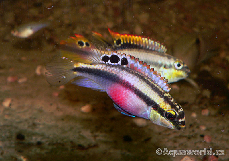 Pelvicachromis pulcher - Pestřenec Červený