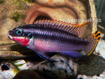 Pelvicachromis Taeniatus - Pestřenec Zlatový