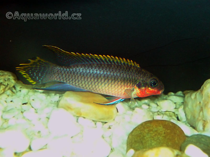 Pelvicachromis Taeniatus - Pestřenec Zlatový