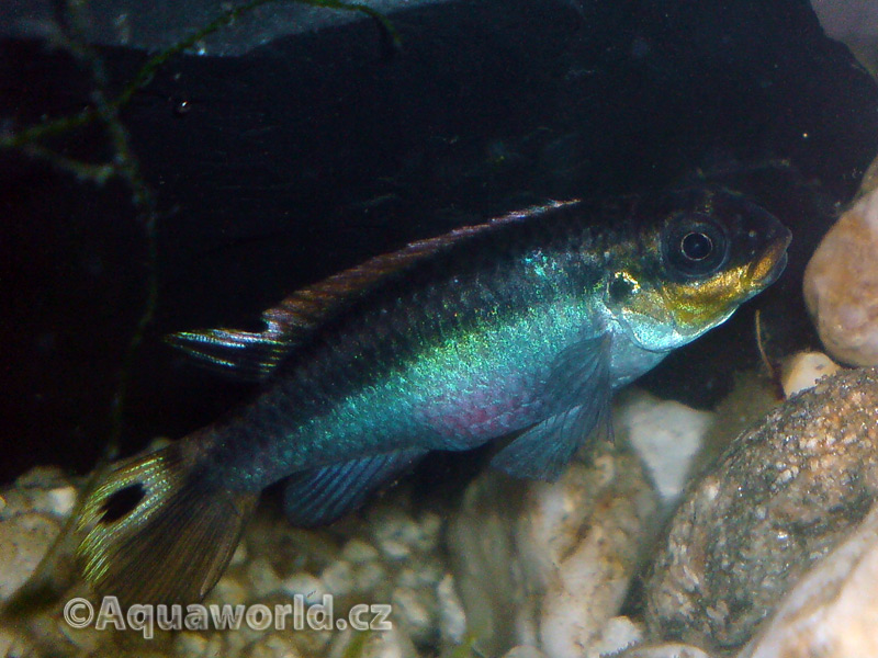 Pelvicachromis Taeniatus - Pestřenec Zlatový