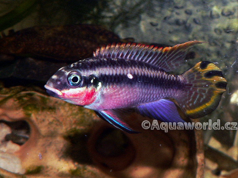 Pelvicachromis Taeniatus - Pestřenec Zlatový