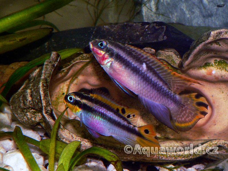 Pelvicachromis Taeniatus - Pestřenec Zlatový