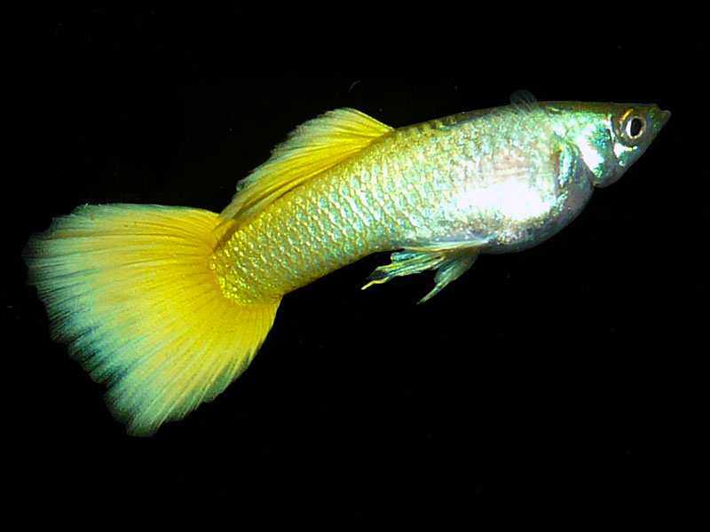 Poecilia reticulata - Živorodka Duhová