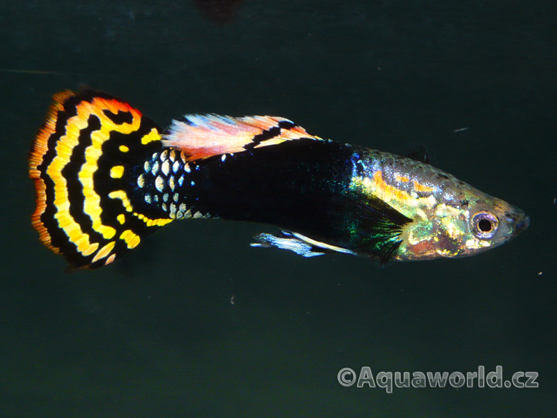 Poecilia reticulata - Živorodka Duhová