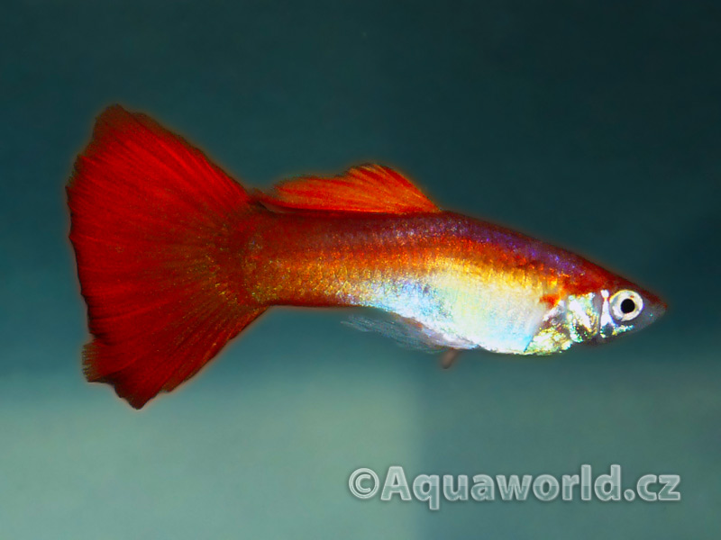 Poecilia reticulata - Živorodka Duhová