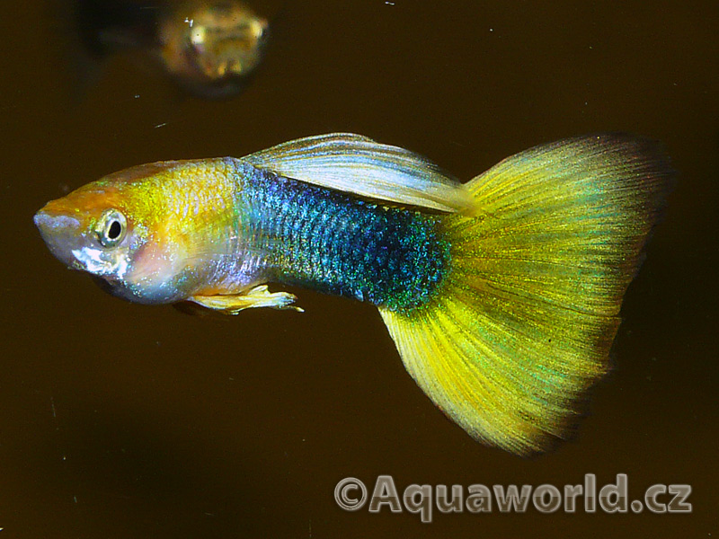 Poecilia reticulata - Živorodka Duhová