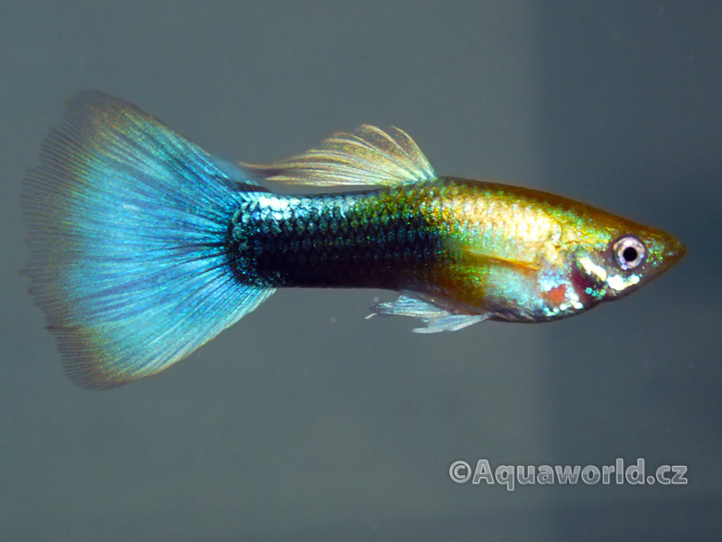 Poecilia reticulata - Živorodka Duhová
