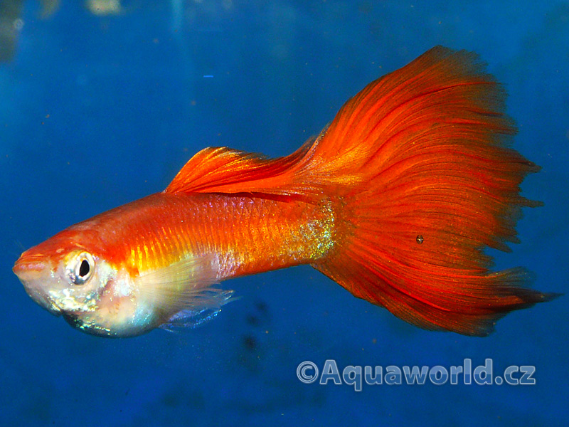 Poecilia reticulata - Živorodka Duhová