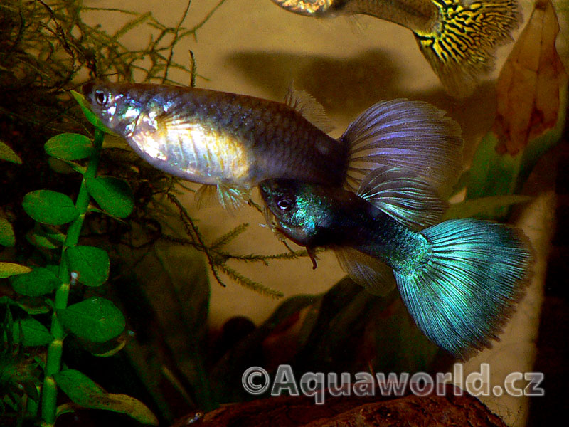 Poecilia reticulata - Živorodka Duhová