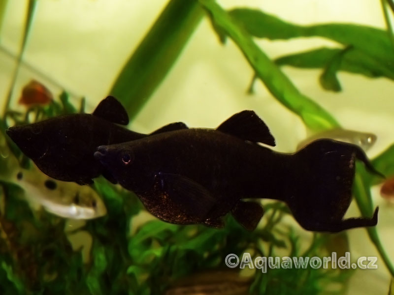 Poecilia Sphenops BM - Živorodka Ostrotlamá