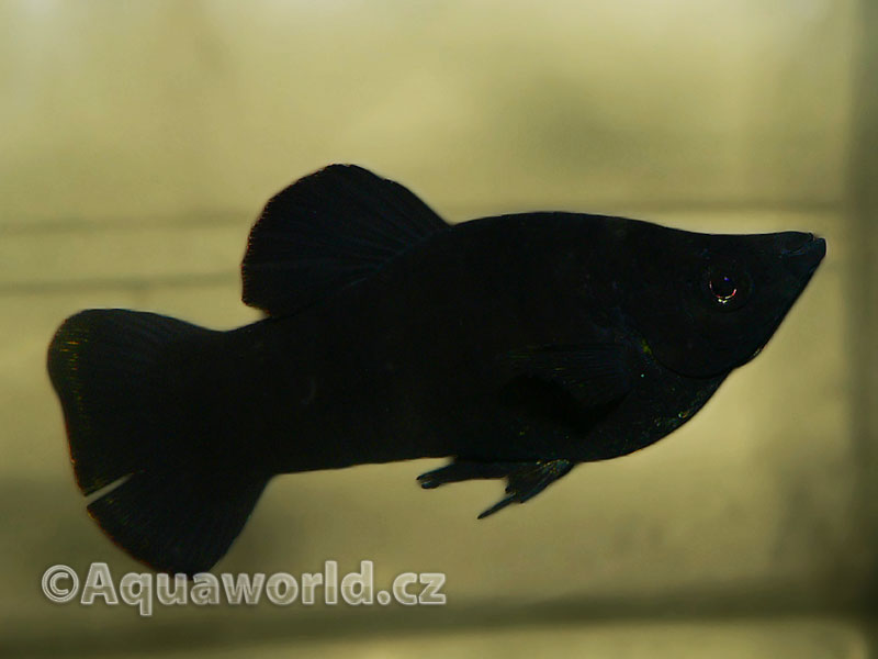 Poecilia Sphenops BM - Živorodka Ostrotlamá