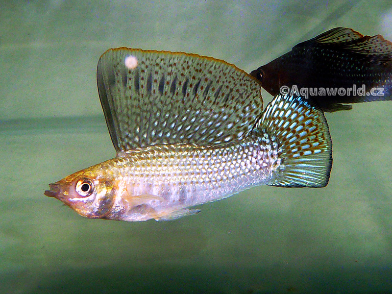 Poecilia Velifera - Živorodka Velkoploutvá