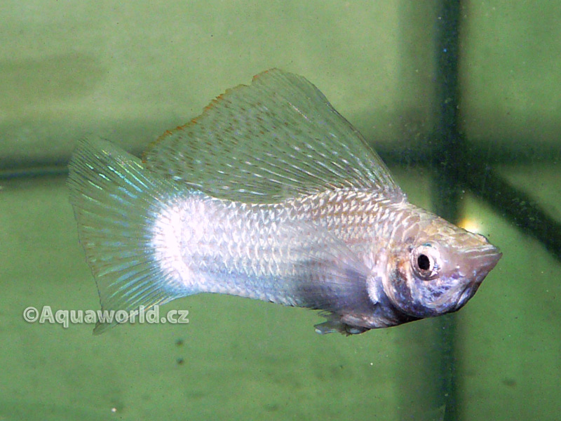 Poecilia Velifera - Živorodka Velkoploutvá