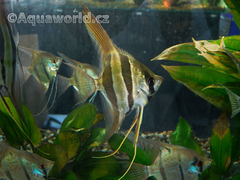 Pterophyllum Altum - Alta Amazonorinocká