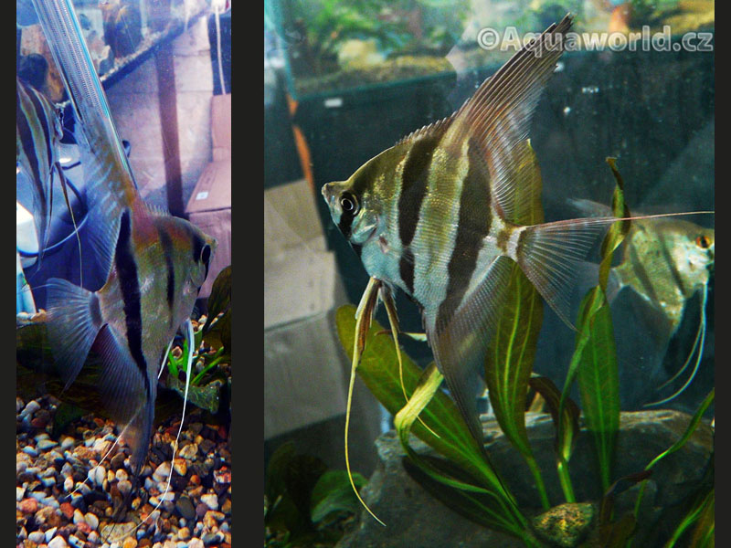 Pterophyllum Altum - Alta Amazonorinocká