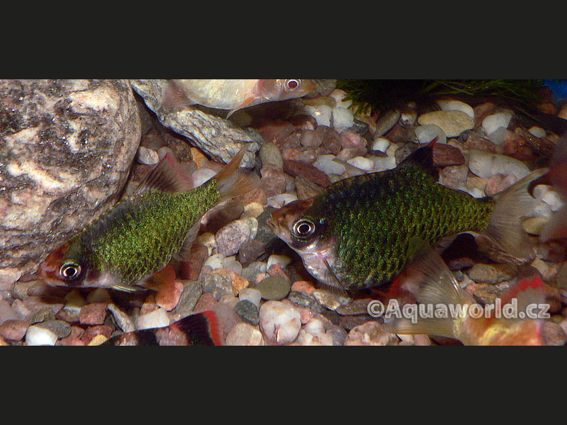 Puntius Tetrazona Green - Parmička Čtyřpruhá Mechová