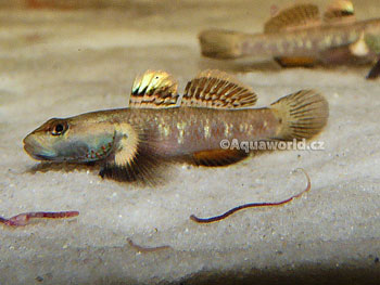 Rhinogobius duospilus