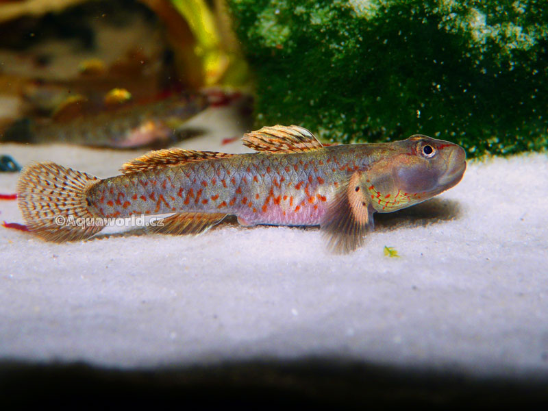 Rhinogobius duospilus