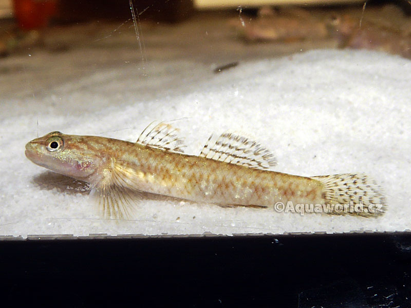 Rhinogobius duospilus