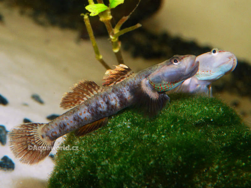 Rhinogobius duospilus