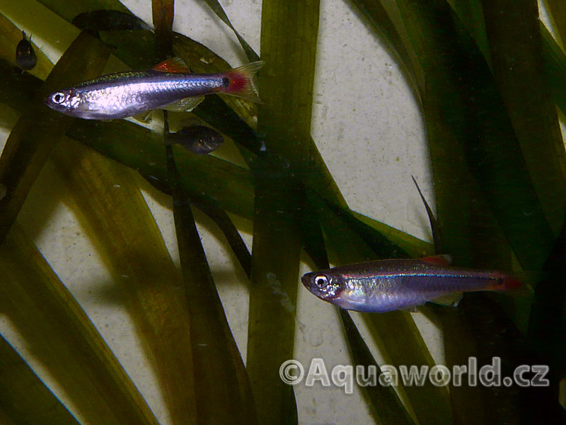 Tanichthys albonubes - Kardinálka Čínská